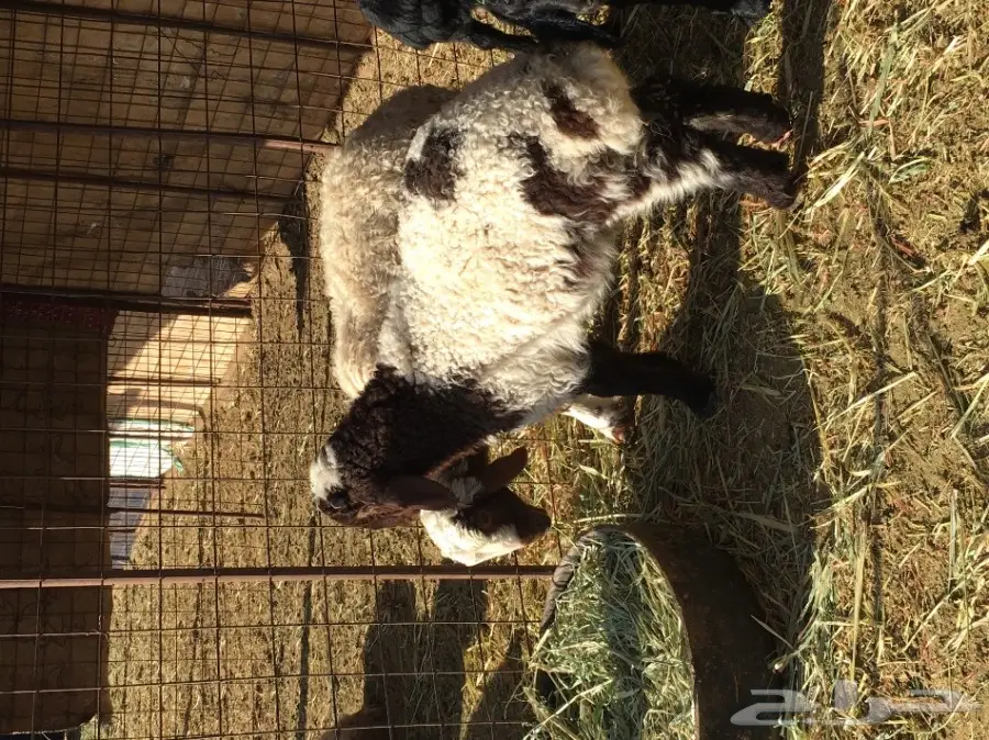 هراف البيع (image 1)