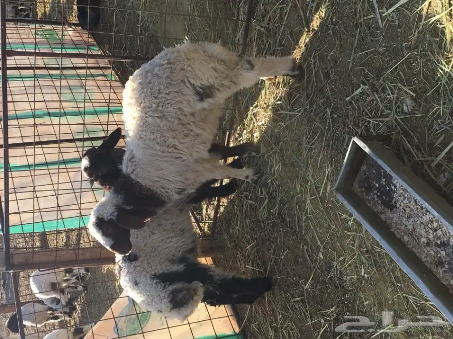 هراف البيع (image 2)