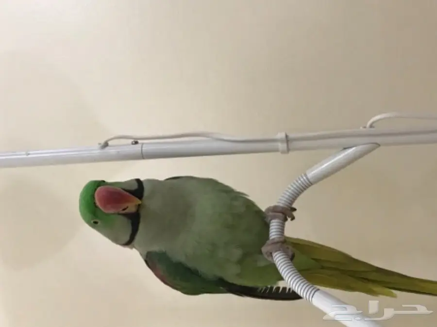 بغبغاء دره نيبالي اليف وبيرقص 