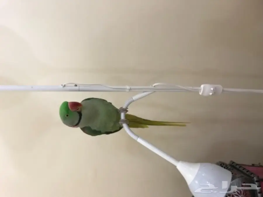 بغبغاء دره نيبالي اليف وبيرقص  (image 1)