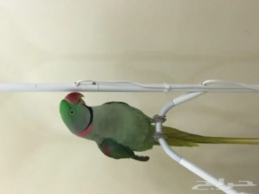 بغبغاء دره نيبالي اليف وبيرقص  (image 2)