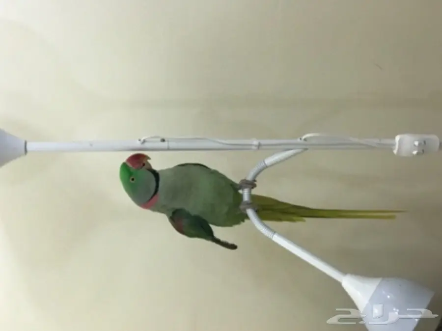 بغبغاء دره نيبالي اليف وبيرقص  (image 3)