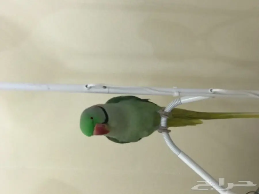 بغبغاء دره نيبالي اليف وبيرقص  (image 4)