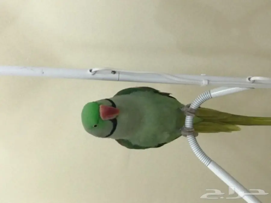 بغبغاء دره نيبالي اليف وبيرقص  (image 5)