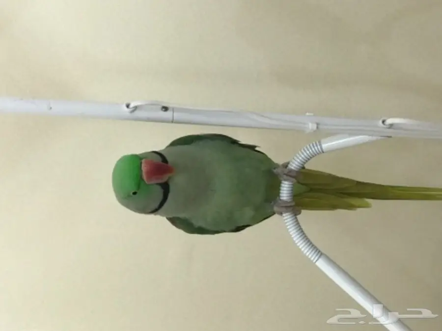 بغبغاء دره نيبالي اليف وبيرقص  (image 6)