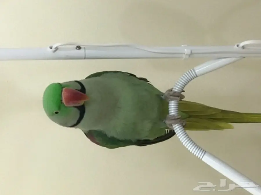 بغبغاء دره نيبالي اليف وبيرقص  (image 7)