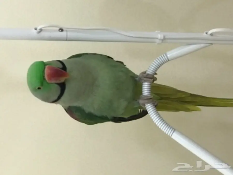 بغبغاء دره نيبالي اليف وبيرقص  (image 8)