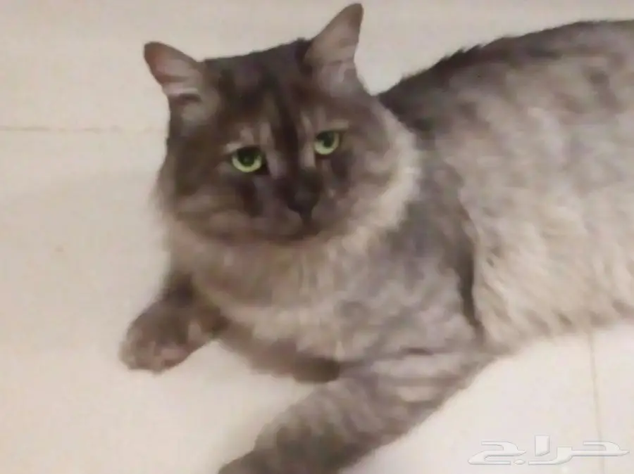 قط شيرازي فحل فريد من نوعه للبيع