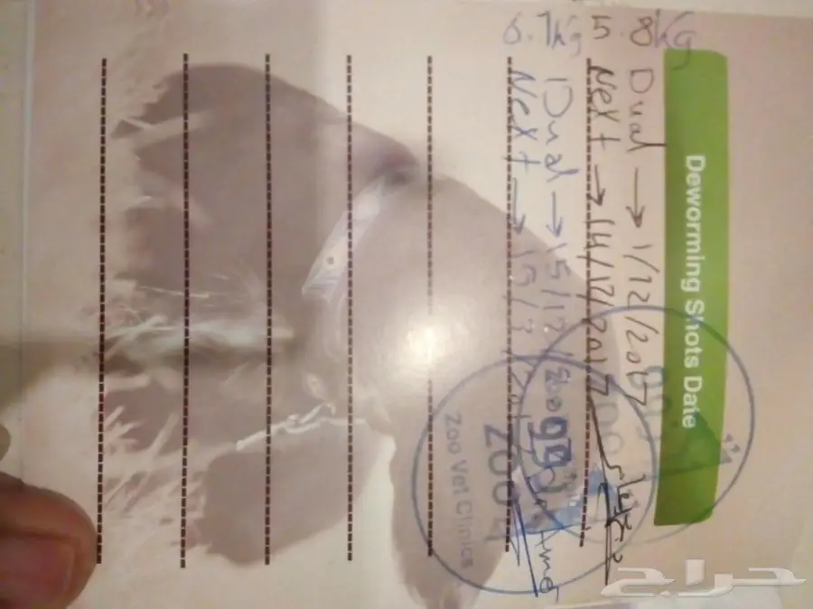 قط شيرازي فحل فريد من نوعه للبيع (image 5)