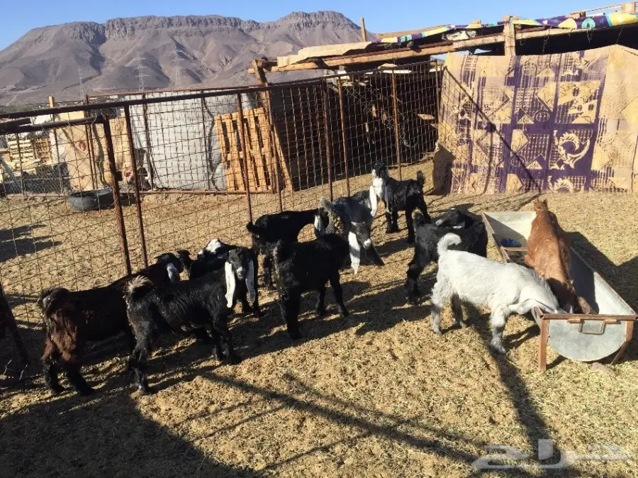 تيوس مندي  (image 1)