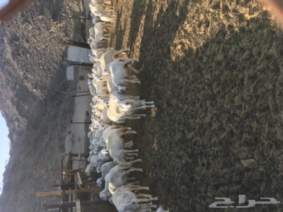 ضأن للبيع (image 1)