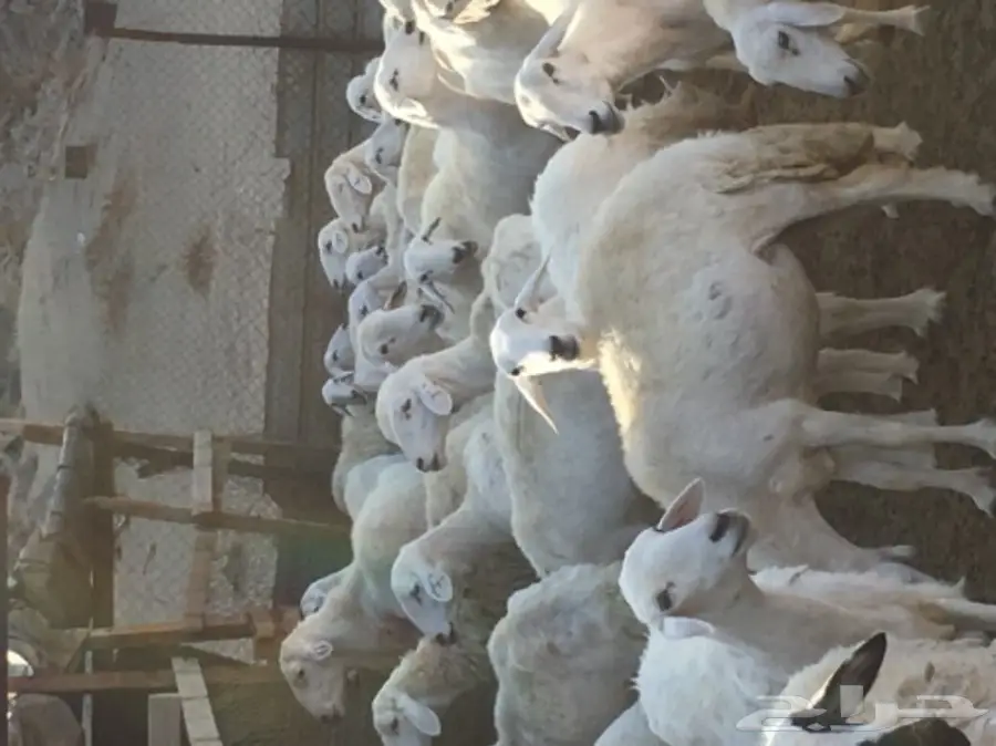 ضأن للبيع (image 2)