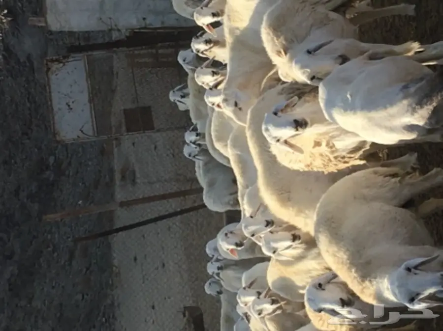 ضأن للبيع (image 3)