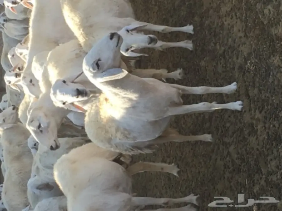 ضأن للبيع (image 4)