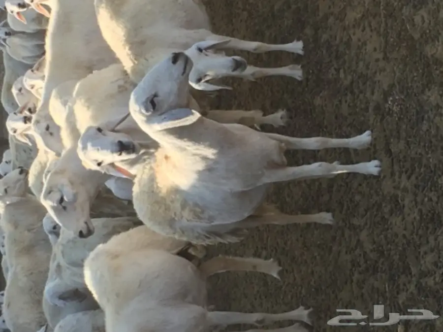 ضأن للبيع (image 5)