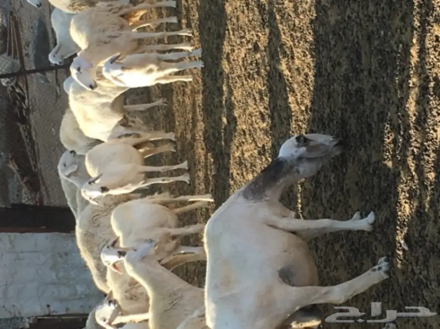 ضأن للبيع (image 6)