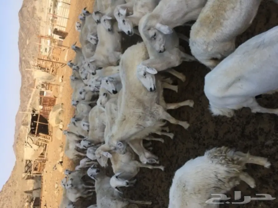 ضأن للبيع (image 7)