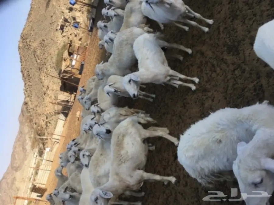 ضأن للبيع (image 8)