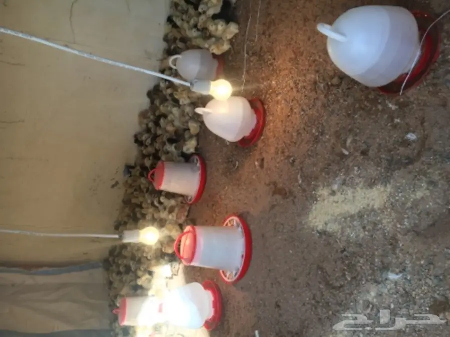 صيصان بلدي مشروط