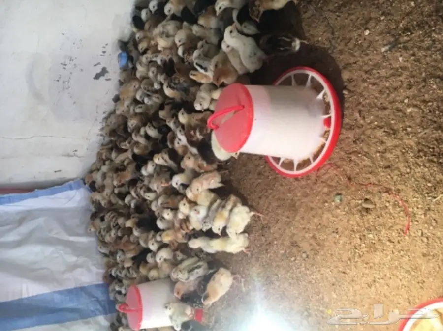 صيصان بلدي مشروط (image 1)