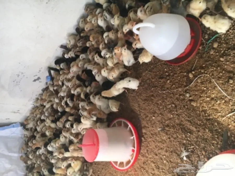 صيصان بلدي مشروط (image 2)