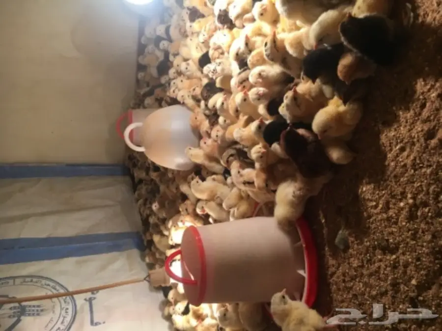 صيصان بلدي مشروط (image 4)