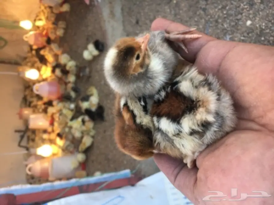 صيصان بلدي مشروط (image 5)