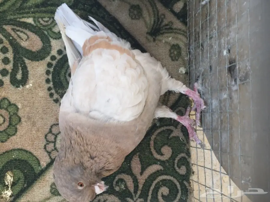 جوز كنق مدني توب - الفرصة الذهبية! (image 4)