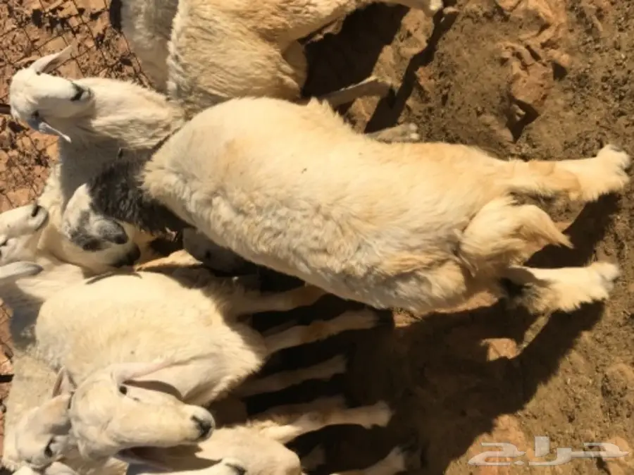 طليان حبص للبيع جمله او تفريد