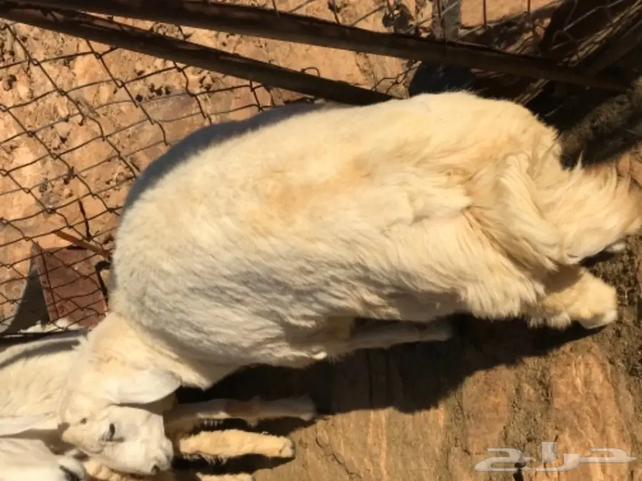 طليان حبص للبيع جمله او تفريد (image 2)