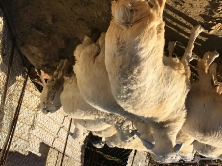 طليان حبص للبيع جمله او تفريد (image 4)