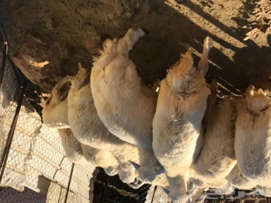 طليان حبص للبيع جمله او تفريد (image 5)