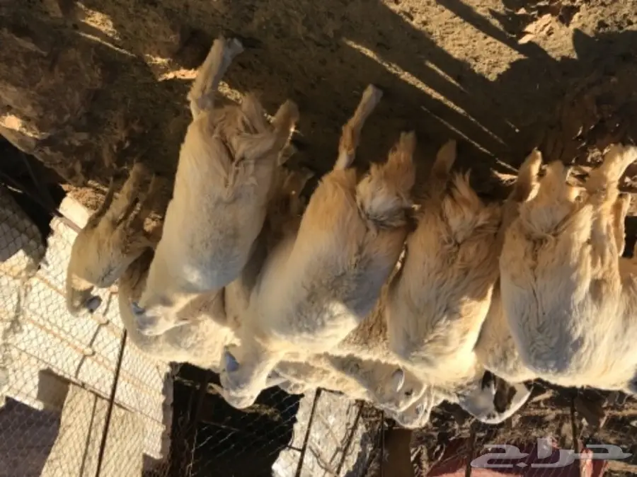 طليان حبص للبيع جمله او تفريد (image 6)