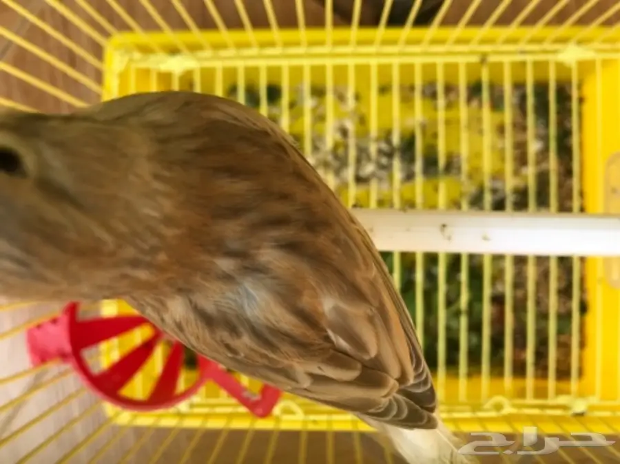 ذكر كناري للبيع 