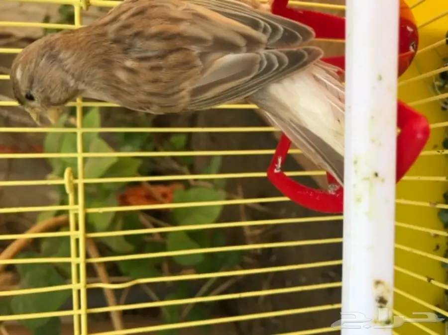 ذكر كناري للبيع  (image 1)