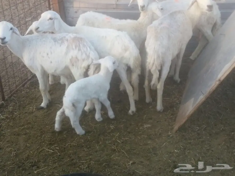 ضأن حريه للبيع