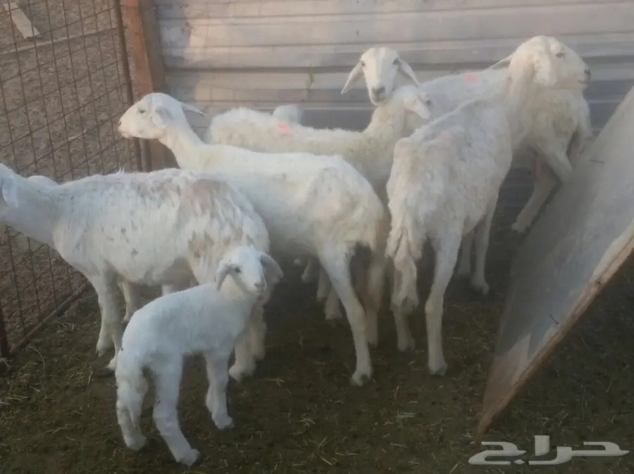 ضأن حريه للبيع (image 1)