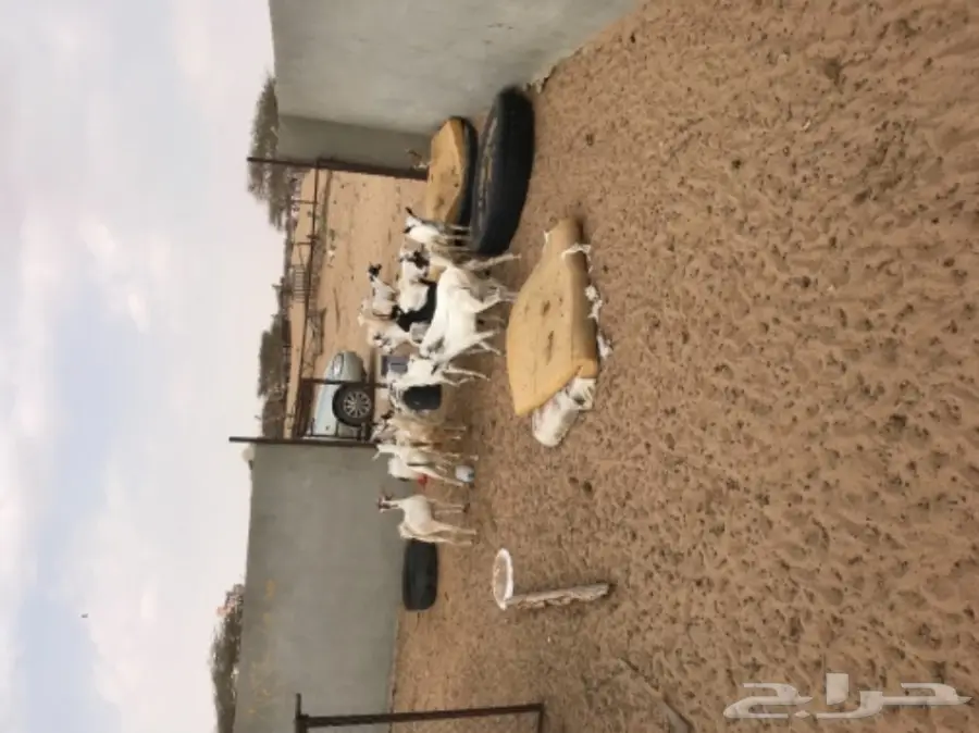 تيوس بيشيات 