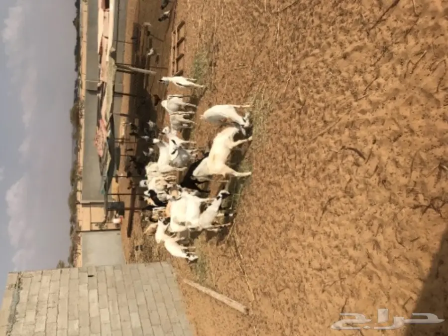 تيوس بيشيات  (image 1)