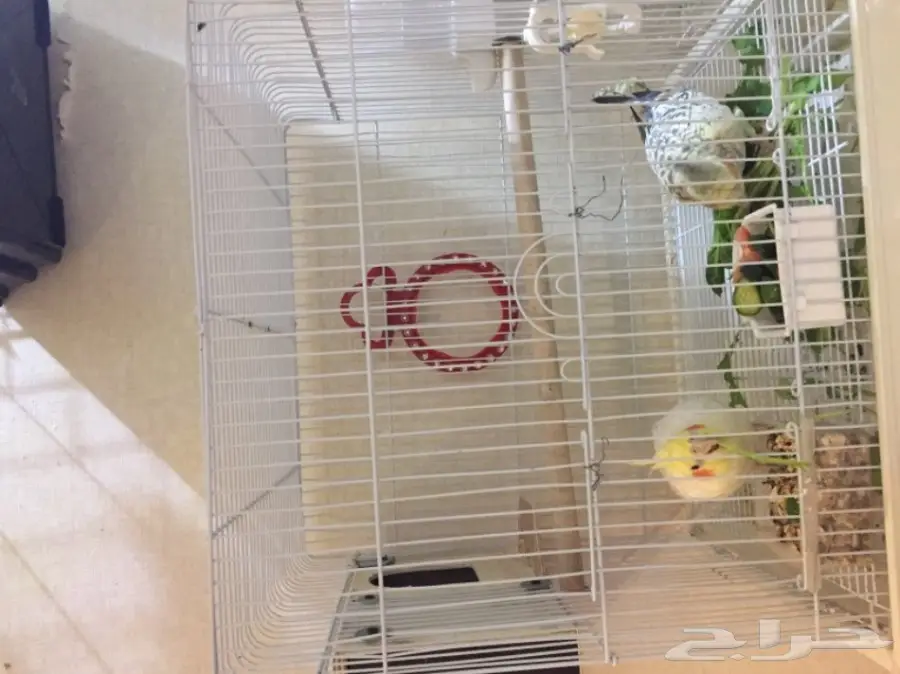 جوز كروان اليف ومتكلم ومتوالف  (image 1)