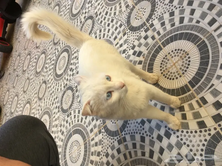 للبيع قطط شيرازيه