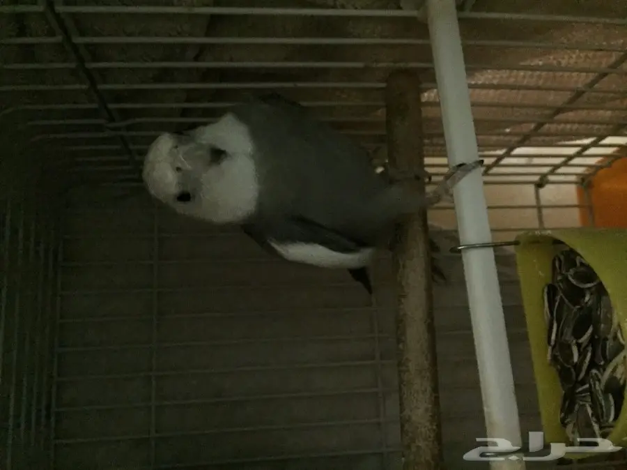 كروان  (image 2)