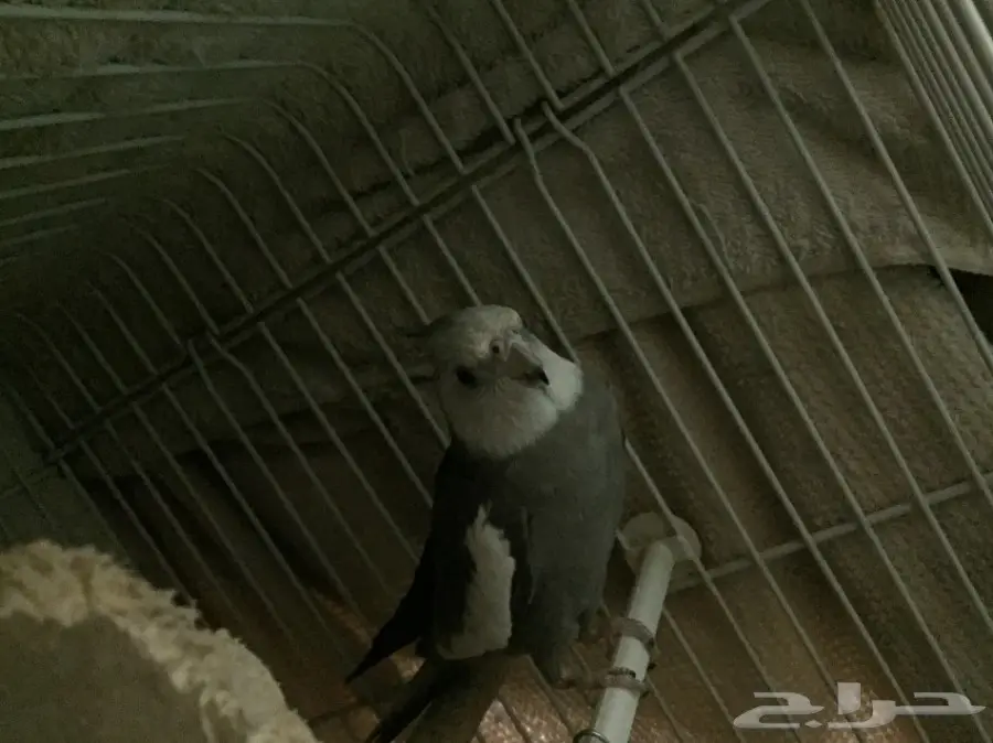 كروان  (image 3)