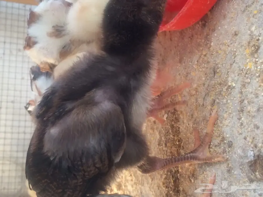 فروخ باكستاني وسندي