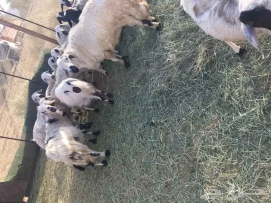 فحل اصفر للبيع (image 1)