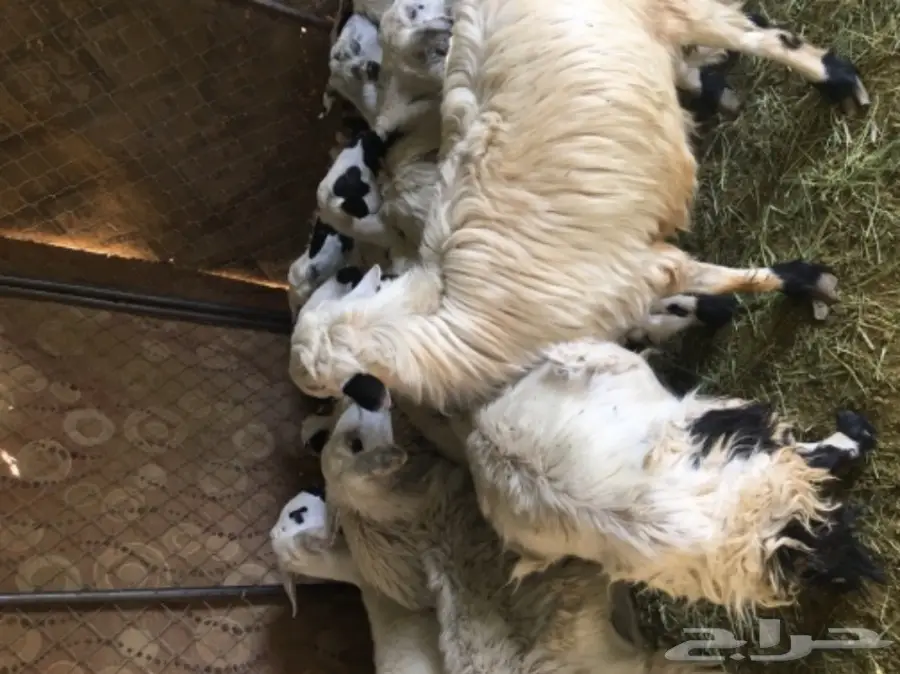 فحل اصفر للبيع (image 3)