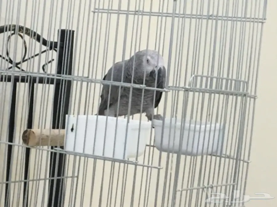 كاسكو أفريقي (كونغو) أليف