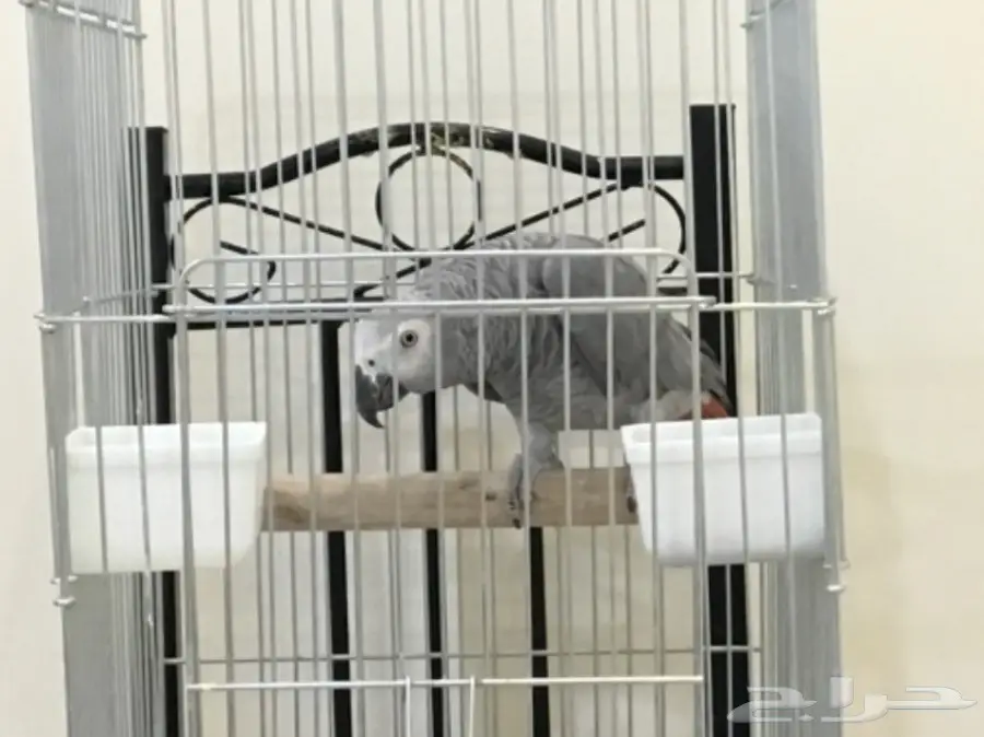 كاسكو أفريقي (كونغو) أليف (image 1)