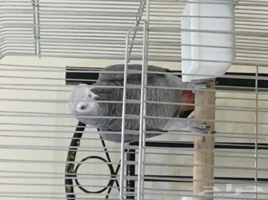 كاسكو أفريقي (كونغو) أليف (image 2)