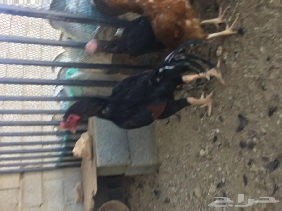 بيض دجاج باكستاني